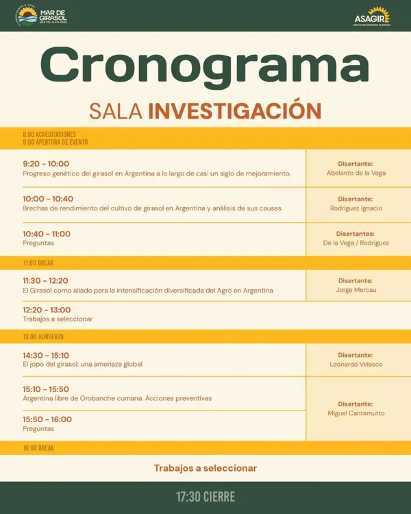 mar de girasol2. jpeg