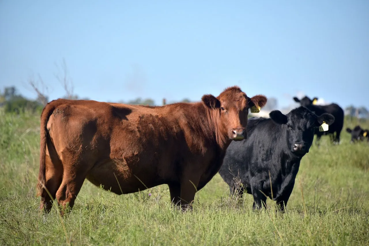cn-vacas