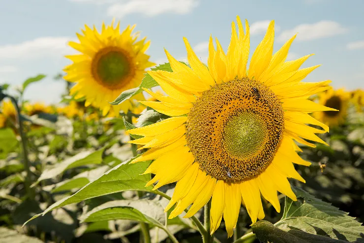 CN-GIRASOL