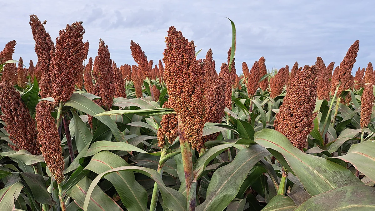 Sorgo granifero