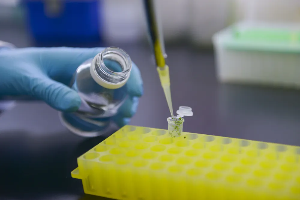 CN-evento transgenico