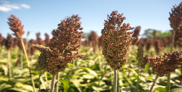 ADVANTA SORGO
