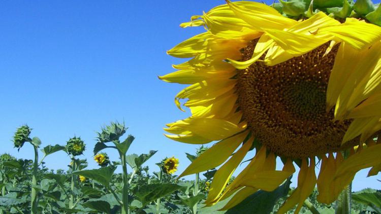 cn-girasol resistente