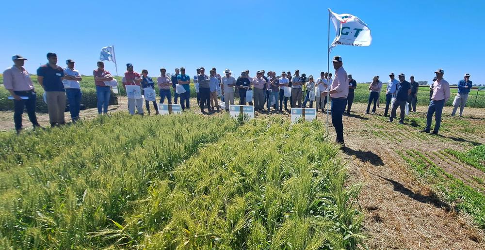 Ensayos trigo sin requqrimiento de frío
