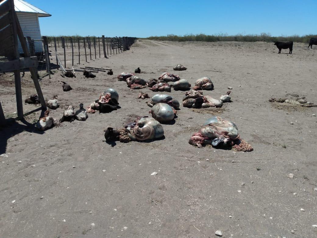 valle medio rio negro - abigeato (1)