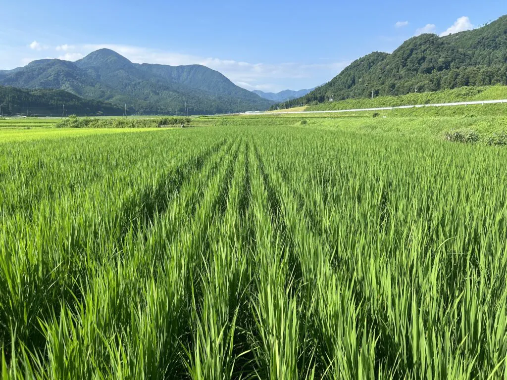 Cultivo-de-arroz-sin-labranza-1024x768