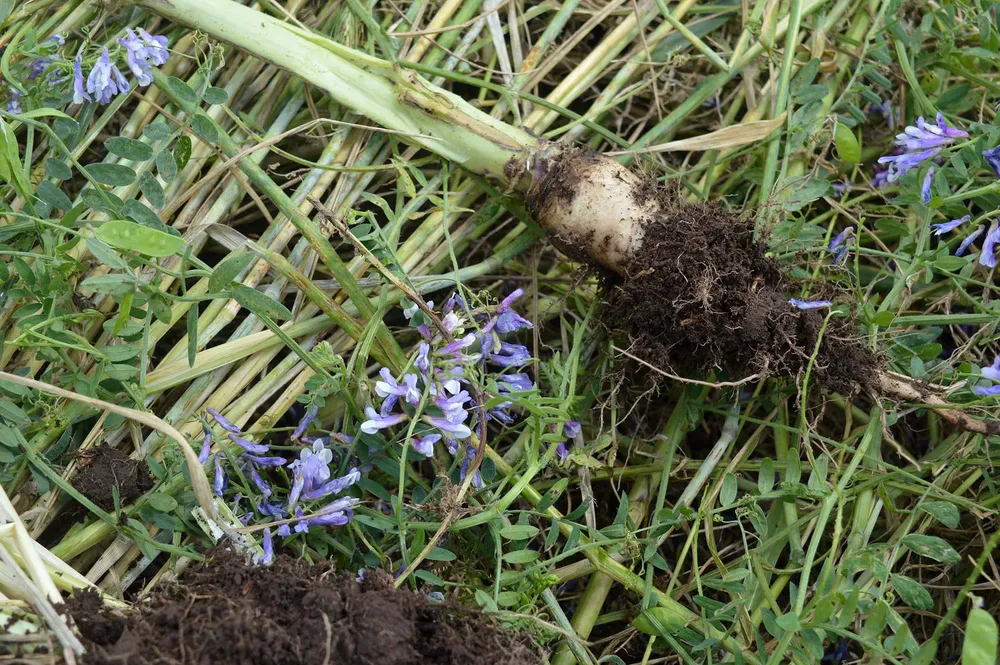 Asi es el suelo sobre el que siembra AGD