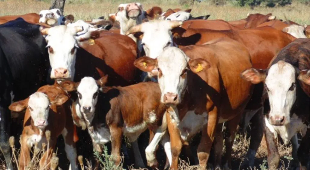 cn- Vacas Y terneros-1024x562-1