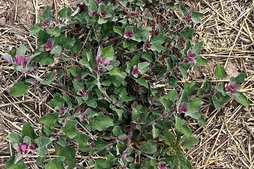 unnamed - 2024-03-13T145431.437