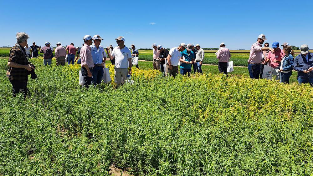 Viendo Arvejas en muestra en Rojas 2023