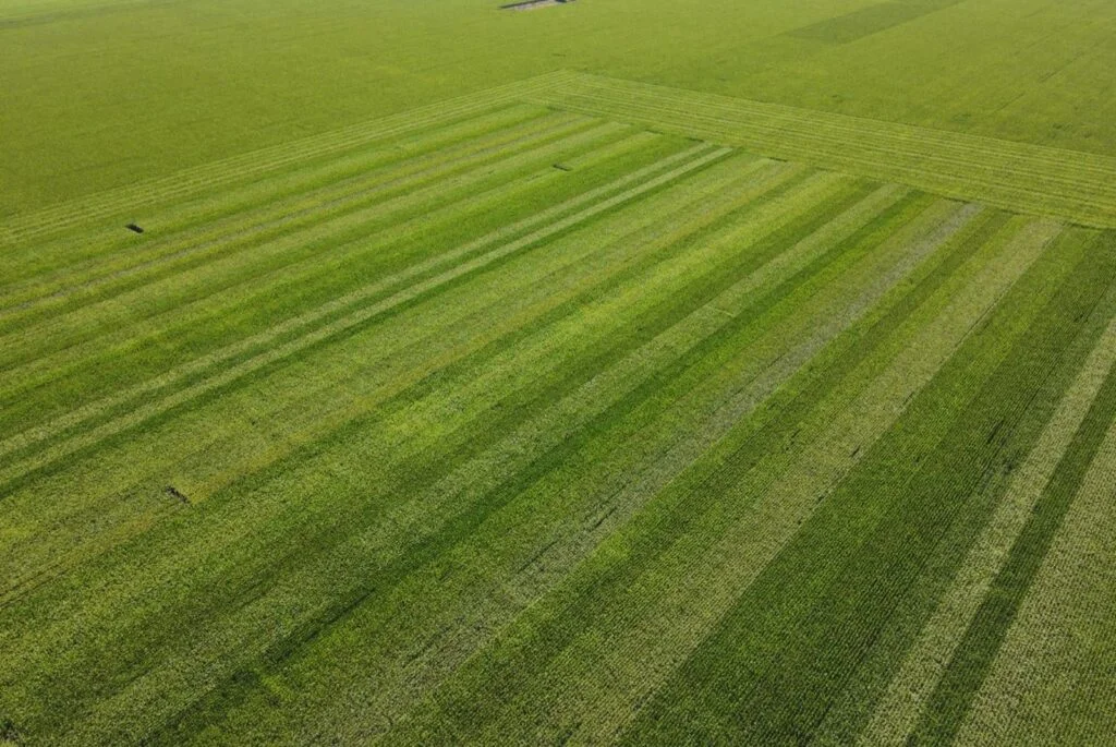 Hibridos 