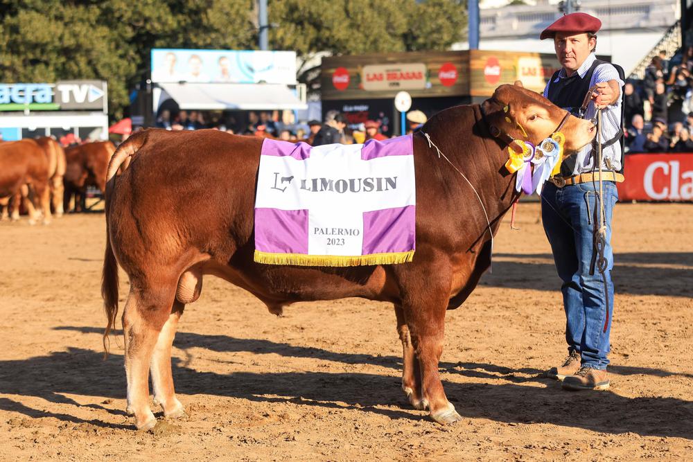 Palermo 2023 - Limousin - Lote 1246 - Res. GCM