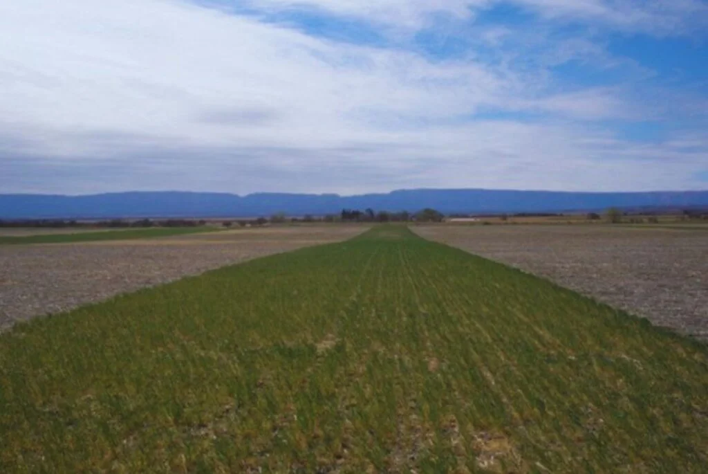 alfalfa-san-luis-1024x685
